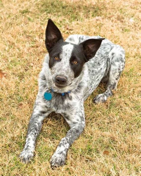 aussie shepherd blue heeler